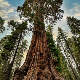 California, Sequoia National Park, Sequoia Trees by Claudia Uripos