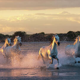Camargue Horses by Beniamino Pisati