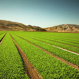 Crops Grow On Fertile Farm Land by Pgiam