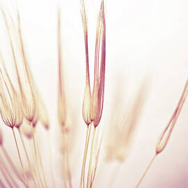 Dandelion Seed by Jasmina007