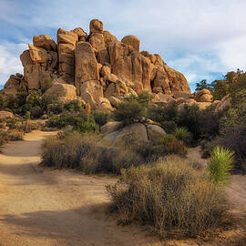 Desert trail in Joshua Tree National Park, by Miroslav Liska