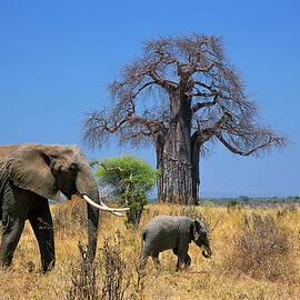 Elephants by Hp Huber