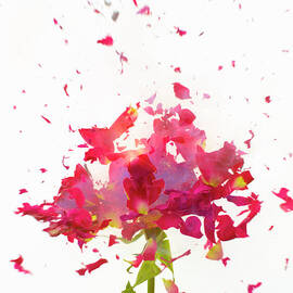 Exploding Flowers by Don Farrall