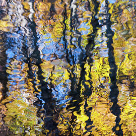 Fall Colors - Abstract Nature by Shankar Adiseshan