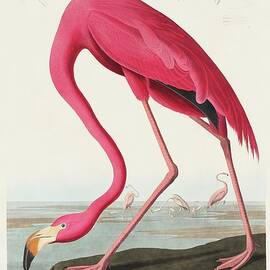 Flamingo by John James Audubon