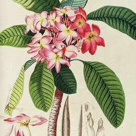 Plumeria by Georg Dionysius Ehret