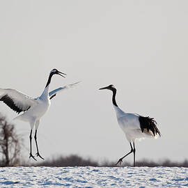 Red Crowned Cranes In Snow Hokkaido by Peter Adams
