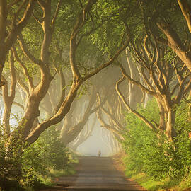 Road Under Trees by Luigi Vaccarella