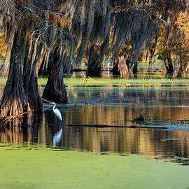 Trees Reflected On Lake by Roland Gerth