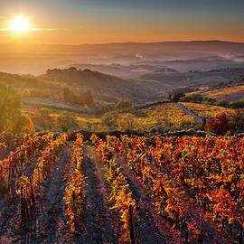 Tuscany, Sangiovese Vineyards, Italy by Olimpio Fantuz