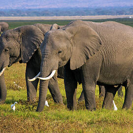 African Elephants by Hp Huber