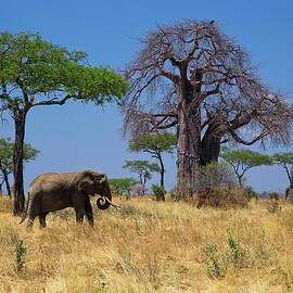 Elephant by Hp Huber