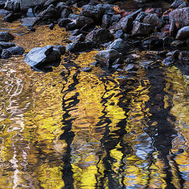 Fall Colors - Abstract Nature by Shankar Adiseshan