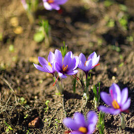 Saffron by Alessandro Addis