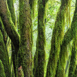 Spain, Canary Islands, La Gomera by Susanne Fritzsche