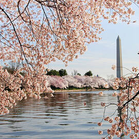 Washington Dc Cherry Blossoms And by Ogphoto