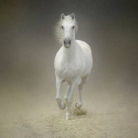 White Horse Galloping by Christiana Stawski