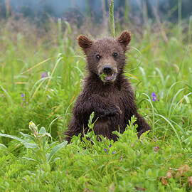 Brown Bear Cub, Lake Clark National by Mint Images/ Art Wolfe