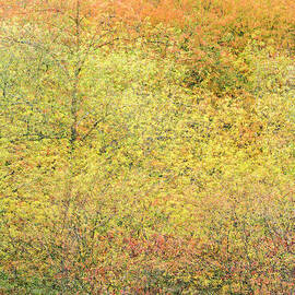 Fall Colors - Abstract by Shankar Adiseshan