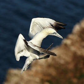 Northern Gannet by Grant Glendinning