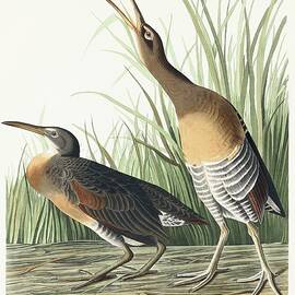 Salt Water Marsh Hen by John James Audubon