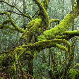 Spain, Canary Islands, La Gomera by Susanne Fritzsche