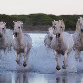 Camargue Horses by Beniamino Pisati