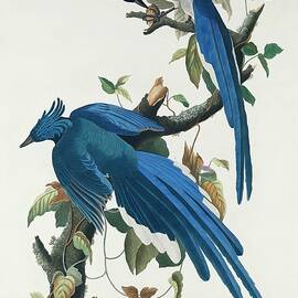 Columbia Jay by John James Audubon