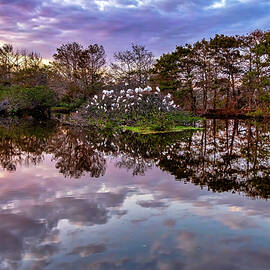 Florida, Delray Beach, Wakodahatchee by Laura Diez
