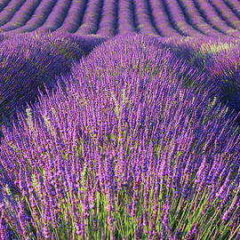 France, Provence-alpes-cote Dazur by Cornelia Dorr