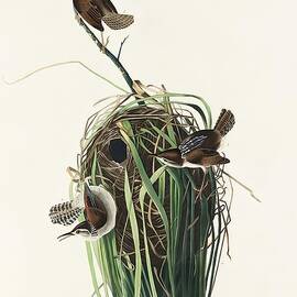 Marsh Wren by John James Audubon