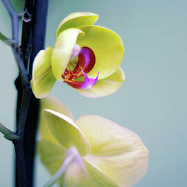 Orchid Duet by Jessica Jenney