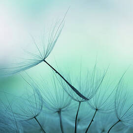 Dandelion Seed by Jasmina007