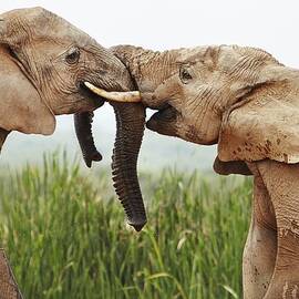 Elephants, South Africa by Richard Taylor