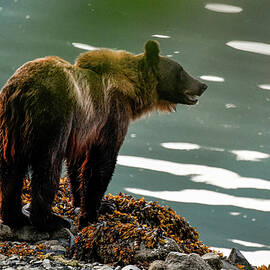 A Bear By The Water To Fish For Salmon. Heines, Alaska by Myriam Brunner