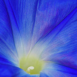 A Blue Morning Glory Flower by Diane Macdonald
