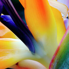 A Close-up Of A Flower Of A Bird Of by Eromaze
