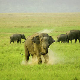 A Cloud Of Dust by The Wild Side By Nachiketa Bajaj
