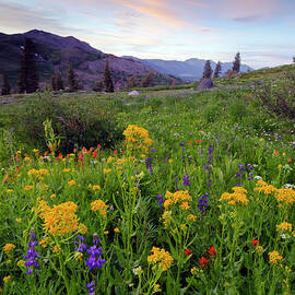 A Field Of Wildflowers At Sunset In The by Rachid Dahnoun