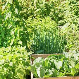 A Garden Where Various Vegetables And Plants Are Growing by Hallström, Lars