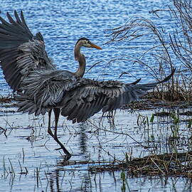 A Great Blue Heron Touch Down by Dale Kauzlaric