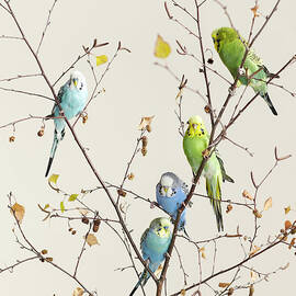 A Group Of Budgies In A Tree by Walker And Walker