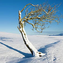 A Lone Tree In A Snowy Sunlit Landscape by Simon Butterworth