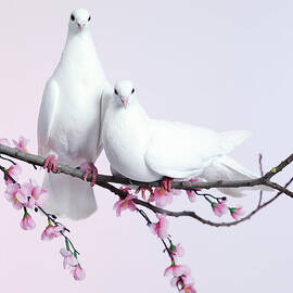 A Pair Of Doves Sat On A Branch With by Walker And Walker