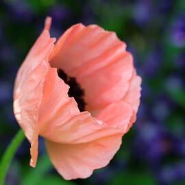 A Poppy Flower In The Garden by Lutt, Carine