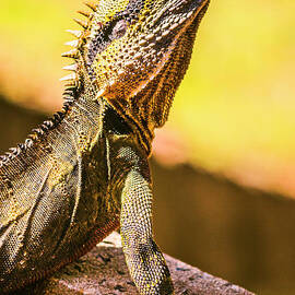 A predators portrait by Jorgo Photography