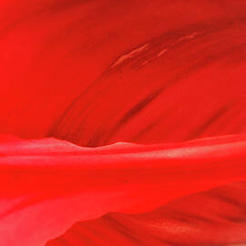 A Single Tulip Petal by Kevin Schwalbe