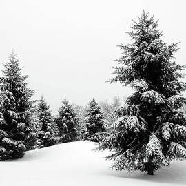 A Snowy Outdoor Winter Wonderland by Thedman