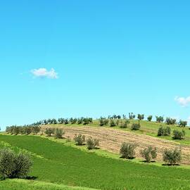 A Tuncan Landscape With Fields And Trees by Anthony Lanneretonne