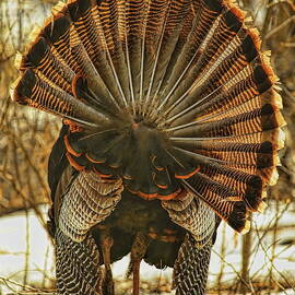 A Turkey Strutting Away by Dale Kauzlaric